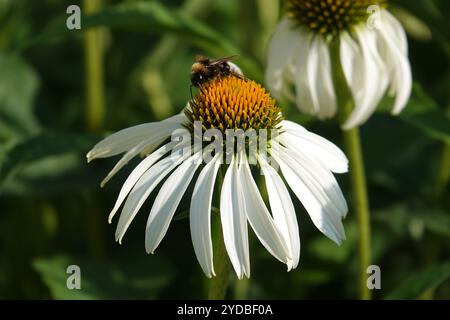 Rudbeckia White Swan, caillebotis blanc Banque D'Images