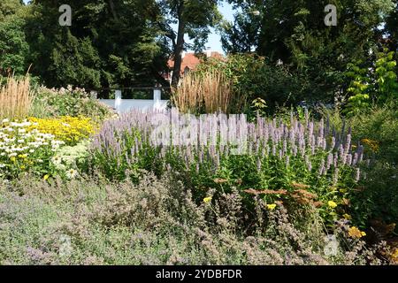 Agastache rugosa, menthe coréenne Banque D'Images