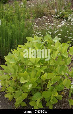 Le soja, Glycine max Banque D'Images