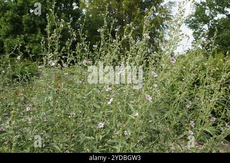 Althaea cannabina, hollyhock hemplerasé Banque D'Images