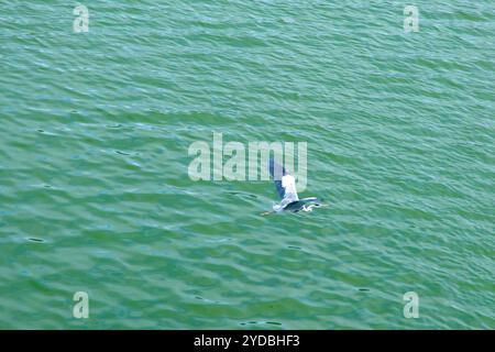 Ulsan, Corée du Sud - 5 octobre 2024 : une aigrette glisse gracieusement sur les eaux calmes de la rivière Taehwa, ses ailes déployées en vol, showcas Banque D'Images