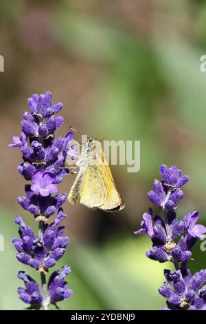 Grand skipper (Ochlodes venatus), ramassant le nectar d'une fleur de lavande commune (Lavandula angustifolia), gros plan, macro photographie, Wilnsdorf, Banque D'Images