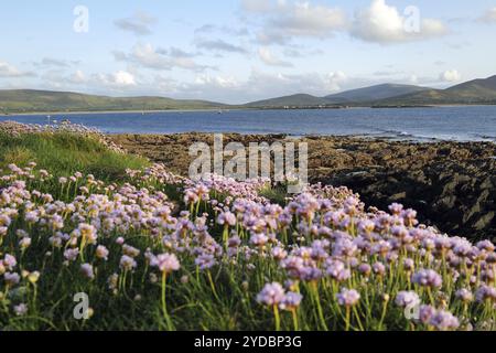 Une belle vue sur le port de Smerwick sur la péninsule de Dingle à West Kerry. Ballydavid, Irlande, Europe Banque D'Images