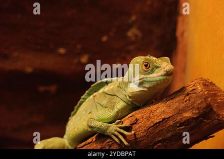 Gros plan d'un basilic à crête verte - Jésus lézard Banque D'Images