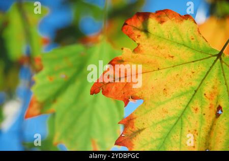Gros plan de la feuille d'érable vieillissante colorée en automne ou en automne Banque D'Images