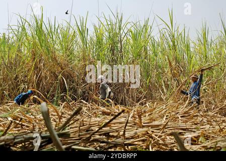 Les travailleurs récoltant de la canne à sucre dans une zone de plantation, qui est gérée pour fournir la ligne de production de la sucrière de Tasikmadu à Karanganyar, Java central, Indonésie. Banque D'Images