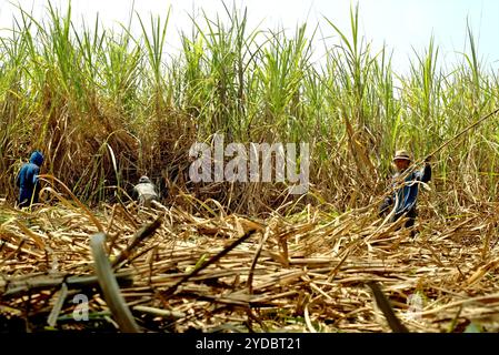 Les travailleurs récoltant de la canne à sucre dans une zone de plantation, qui est gérée pour fournir la ligne de production de la sucrière de Tasikmadu à Karanganyar, Java central, Indonésie. Banque D'Images