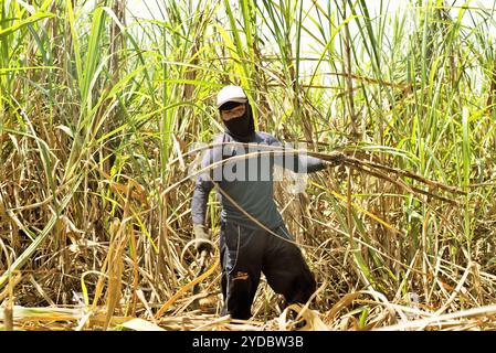 Un travailleur qui récolte de la canne à sucre dans une zone de plantation, qui est géré pour fournir la ligne de production de la sucrière de Tasikmadu à Karanganyar, Java central, Indonésie. Banque D'Images