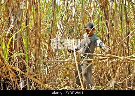 Un travailleur qui récolte de la canne à sucre dans une zone de plantation, qui est géré pour fournir la ligne de production de la sucrière de Tasikmadu à Karanganyar, Java central, Indonésie. Banque D'Images