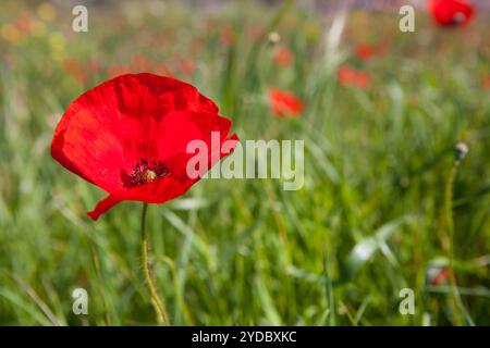 Pavot de maïs - Papaver rhoeas -, autour de Torre Marimon à Caldes de Montbui, Barcelone, Espagne Banque D'Images