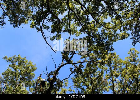 le ciel avec des branches Banque D'Images