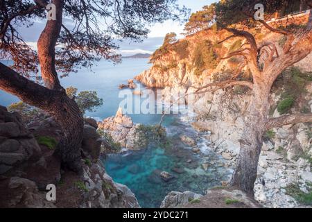 Crique d'en Tron, Lloret de Mar, Gérone, Espagne Banque D'Images