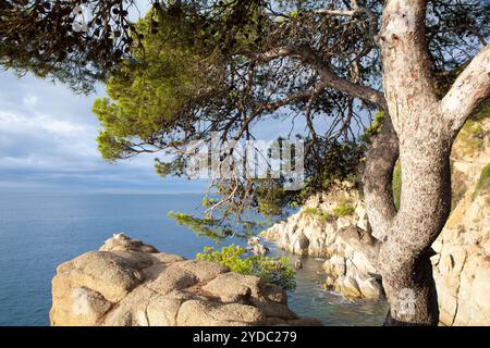 Crique d'en Tron, Lloret de Mar, Gérone, Espagne Banque D'Images