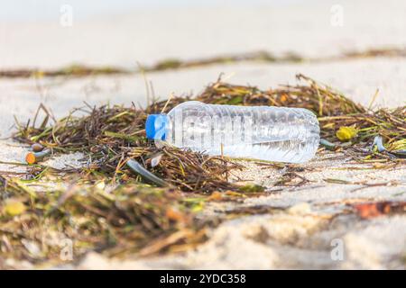 Bouteille en plastique avec bouchon lavé sur la plage mélangé avec des algues Banque D'Images