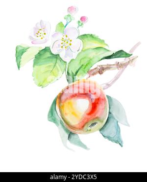 Aquarelle pomme rouge dessiné à la main avec des fleurs. Naturel eco isolés nourriture fruit illustration sur fond blanc Banque D'Images