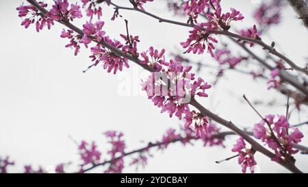 Fleurs de cercis roses fleurissant sur un arbre judas au printemps sur un fond doux à murcie, espagne Banque D'Images