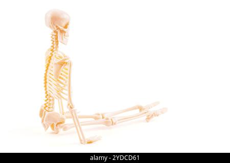 Modèle de squelette humain assis latéralement sur un fond blanc, idéal pour le matériel éducatif axé sur l'anatomie. Banque D'Images