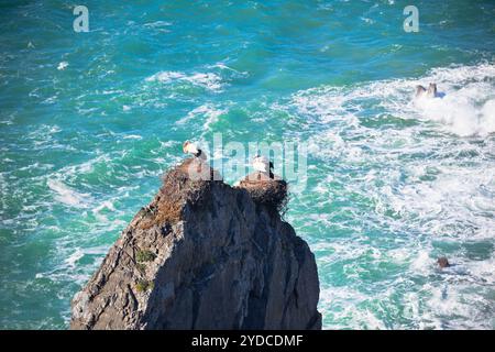 Des cigognes sur une falaise à Côte ouest du Portugal. Plan horizontal Banque D'Images