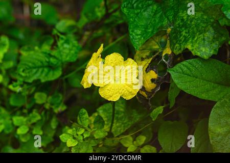 Fleur jaune brillante entourée par la végétation luxuriante, fleur de Luffa jaune ou fleur de Gourd éponge (Luffa Aegyptiaca) Banque D'Images