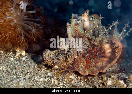 Stinger démon (Inimicus didactylus, alias Stingerfish Longsnout, Ghoul barbu, Gobelin de mer Popeyed, Spiny Devilfish, Devil Stinger). Ambon, Indonésie Banque D'Images