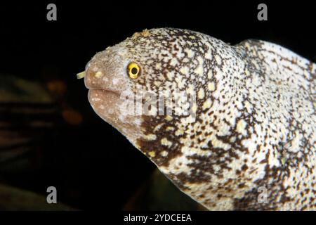 Flocon de neige Moray (Echidna nebulosa, alias Moray nuageux). Ambon, Indonésie Banque D'Images