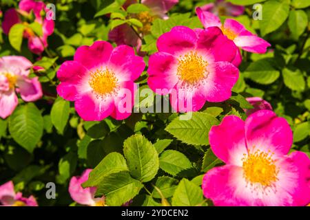 Bush de belle pink dog-roses dans un jardin Banque D'Images