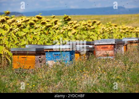 Des ruches sur le champ de tournesol en Provence, France Banque D'Images