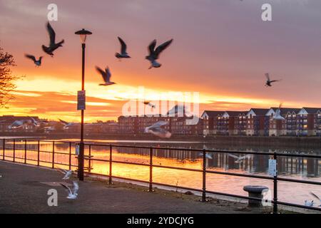 Preston, Lancashire. Météo britannique. Lever de soleil aviaire sur le Dockland Marine. Des volées de mouettes couchées se battent pour les déchets de litière sur le Riverside Walkway. Un début de journée sec avec des périodes ensoleillées avec des températures supérieures à la moyenne pour la période de l'année. Crédit ; MediaWorldImages/AlamyLiveNews Banque D'Images