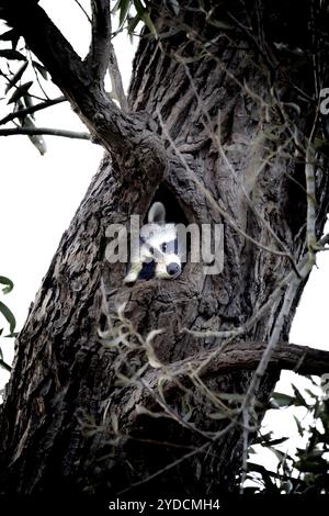 Raton laveur dans la cachette d'Une grotte dans l'arbre Banque D'Images