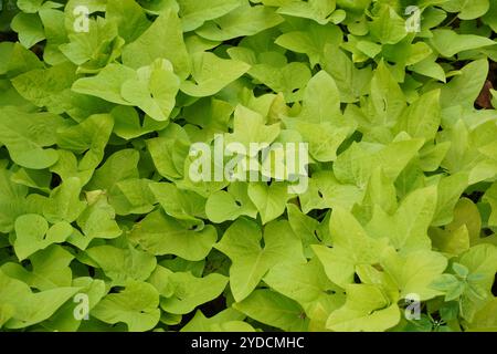 Vignes de pommes de terre vert citron vert dans un jardin. Vue rapprochée des feuilles vertes Banque D'Images