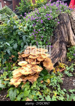 Bourne End, Royaume-Uni. 18 octobre 2024. Champignons sur la souche d'un vieil arbre à Bourne End, Buckinghamshire. Crédit : Maureen McLean/Alamy Banque D'Images