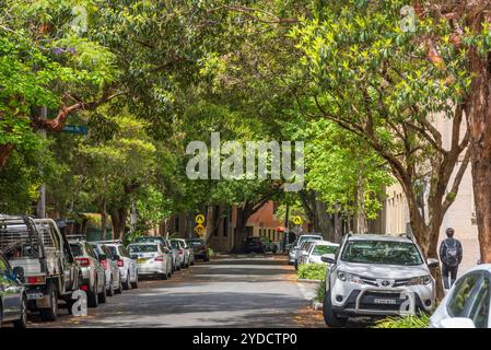 Une verdure verdoyante verdoyante géante recouvre Buckland Street, dans la banlieue de Chippendale, Sydney, Australie, offrant de l'ombre par temps chaud Banque D'Images