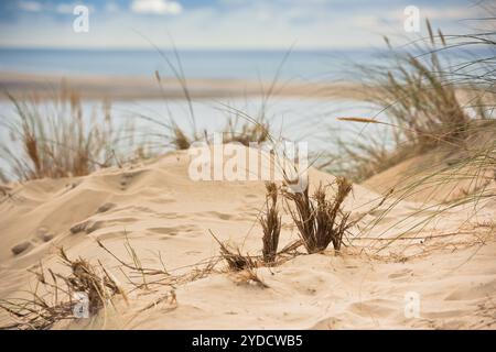 Vue sur le bassin d'Arcachon et de la Duna de Pyla, Aquitaine, France Banque D'Images