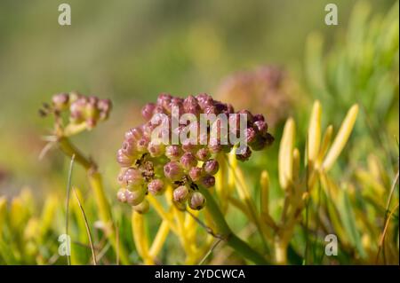 Samphire rocheux (Crithmum maritimum) poussant sur du calcaire carbonifère, Worms Head, Gower, pays de Galles, Royaume-Uni Banque D'Images