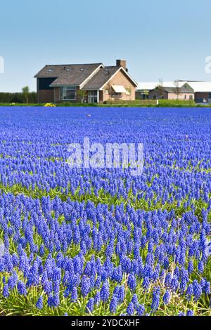 Blue Muscari Field en Hollande Banque D'Images