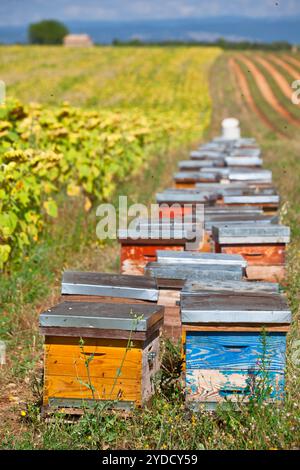 Des ruches sur le champ de tournesol en Provence, France Banque D'Images