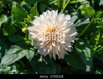 Dahlia Cafe au lait grandit de près Banque D'Images