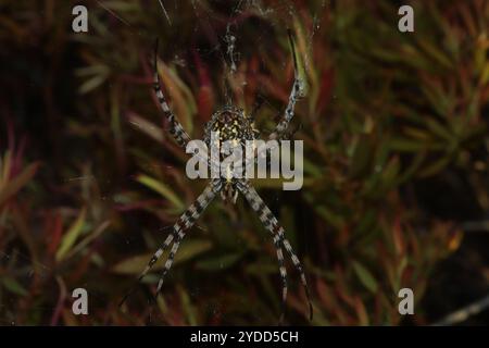 Araignée Orbweb de jardin commune (Argiope australis) Banque D'Images