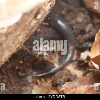 Salamandre visqueuse à pois blancs (Plethodon cylindraceus) Banque D'Images