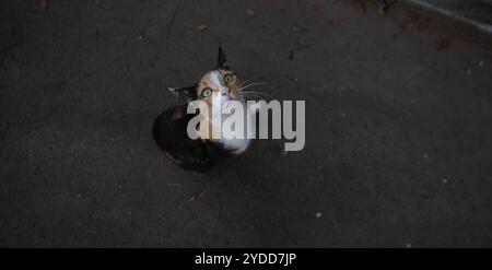 Un chat errant dans les rues de tel Aviv, Israël, le 12 octobre 2024. Photo de Raquel G. Frohlich. Banque D'Images