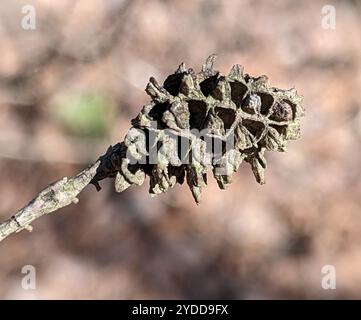 Adelgid (Adelges abietis) Banque D'Images