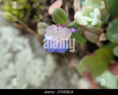 Marie géante aux yeux bleus (Collinsia grandiflora) Banque D'Images