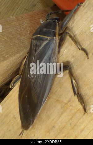 Orteil oriental (Benacus griseus) Banque D'Images