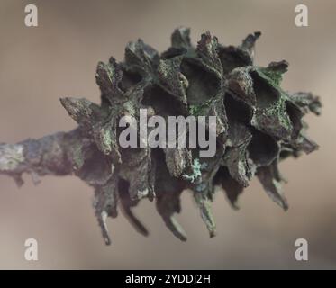 Adelgid (Adelges abietis) Banque D'Images