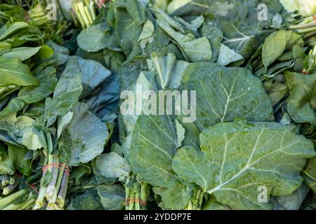 Des légumes verts fraîchement récoltés exposés sur un marché fermier local tôt le matin Banque D'Images