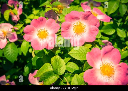 Bush de belle pink dog-roses dans un jardin Banque D'Images