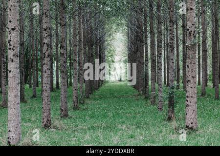 Arbres plantés en rangée dans la forêt Banque D'Images