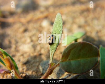 Coléoptère aux puces à rayures (Phyllotreta striolata) Banque D'Images