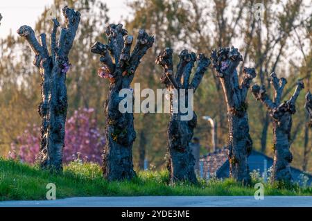 Une ligne de saules de Pollard éclairée par le soleil couchant en Flandre orientale, Belgique Banque D'Images