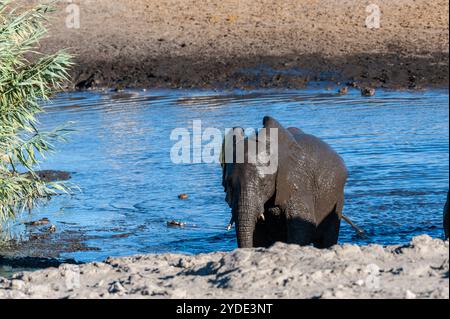 -Un éléphant d'Afrique Loxodonta africana- sortant d'un étang dans le parc national d'Etosha, Namibie, après avoir pris un bain. Banque D'Images